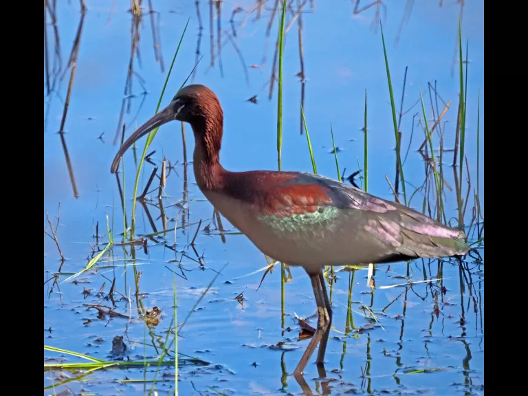 A glossy ibis in Concord, photographed by Joan Chasan.