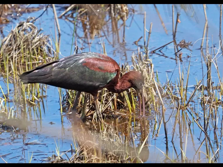 A glossy ibis in Concord, photographed by Joan Chasan.