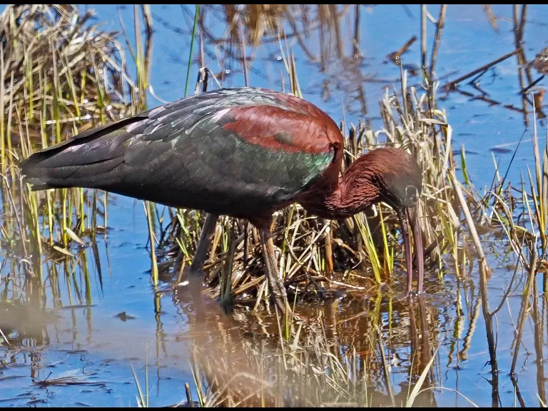 A glossy ibis in Concord, photographed by Joan Chasan.