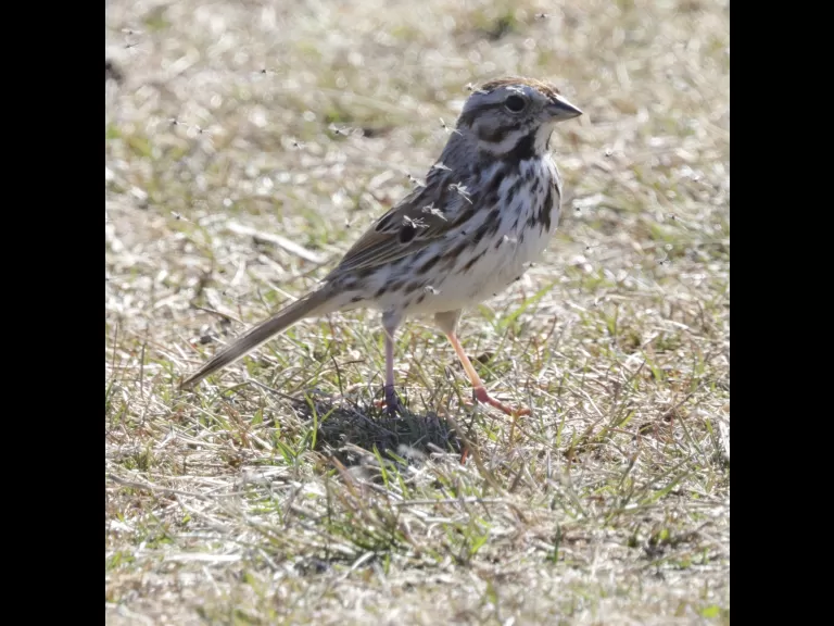 A song sparrow surrounded by mosquitos at Farm Pond in Framingham, photographed by Steve Forman.