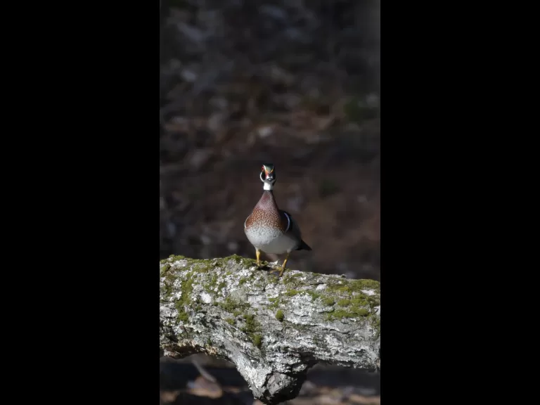 A wood duck in Maynard, photographed by Gail Sartori.