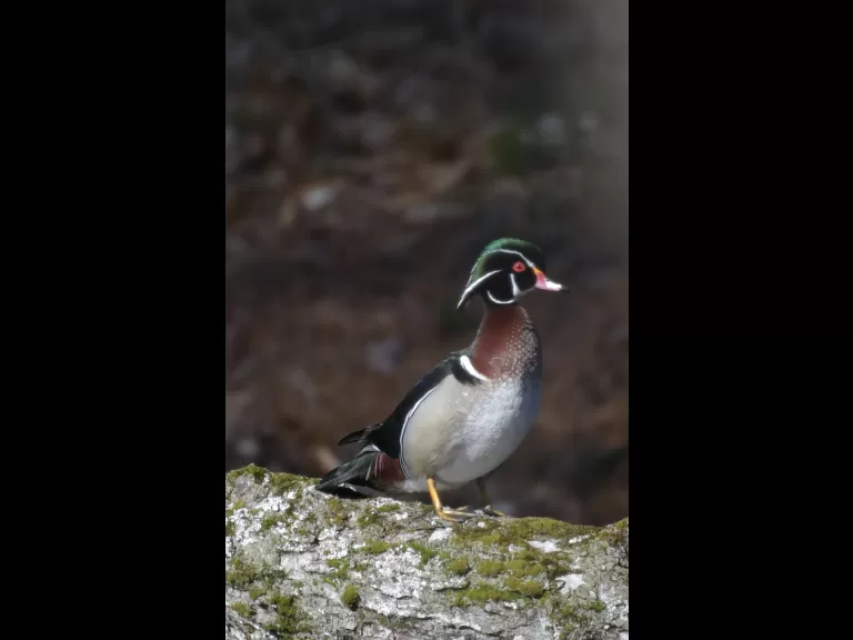 A wood duck in Maynard, photographed by Gail Sartori.