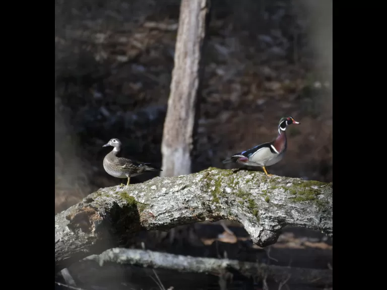 A pair of wood ducks in Maynard, photographed by Gail Sartori.