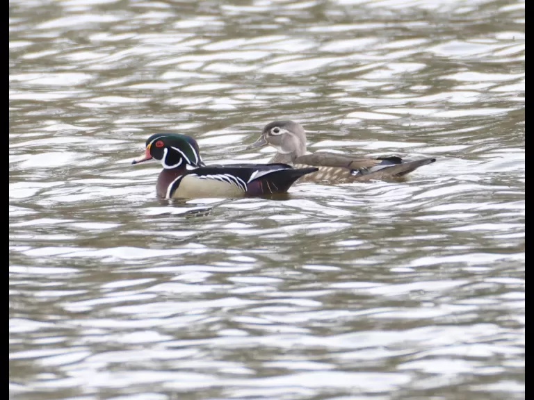 A pair of wood ducks at Hager Pond in Marlborough, photographed by Steve Forman.