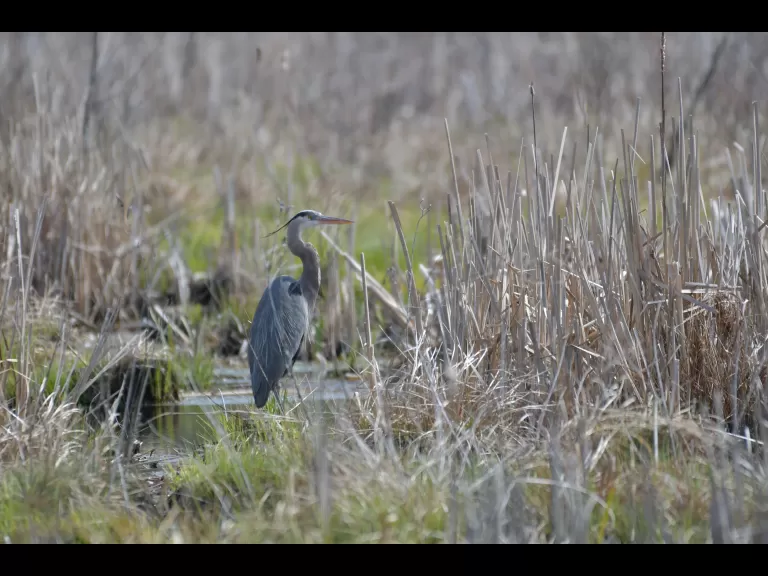 Gail Sartori photographed this great blue heron at SVT's Lyons-Cutler Conservation Land in Sudbury.