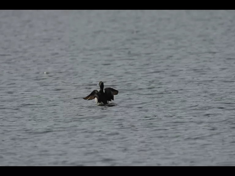 A ring-necked duck in Wayland, photographed by Gail Sartori.