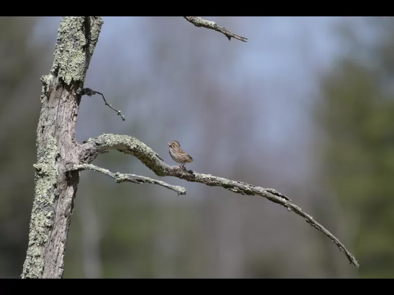 Gail Sartori photographed this song sparrow at SVT's Lyons-Cutler Conservation Land in Sudbury.