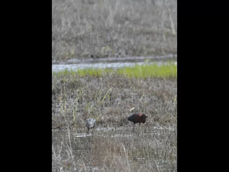 Glossy ibises in Concord, photographed by Gail Sartori.