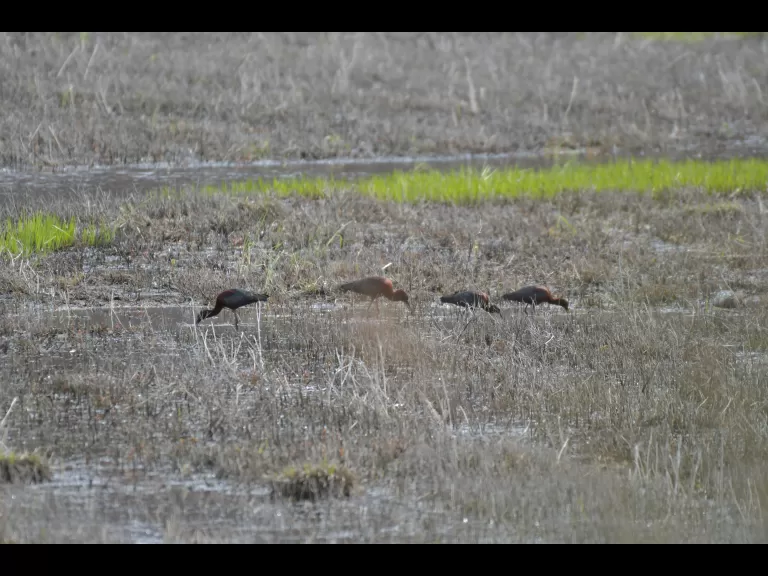 Glossy ibises in Concord, photographed by Gail Sartori.