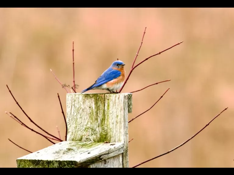 An eastern bluebird in Westborough, photographed by Vin Cerrati.