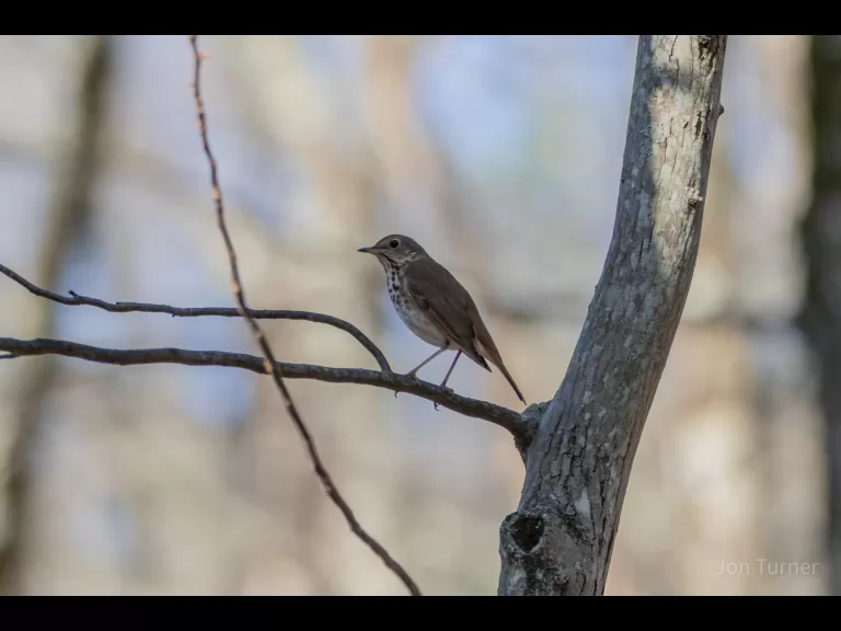 A hermit thrush in Harvard, photographed by Jon Turner.