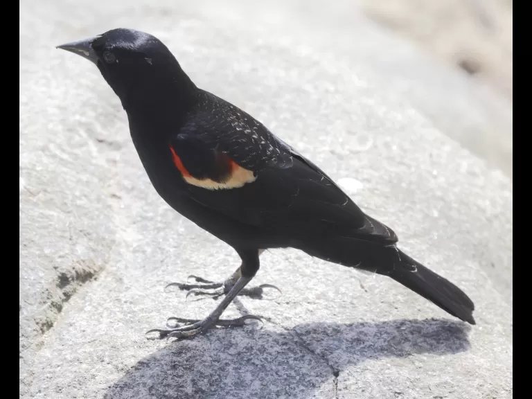 A red-winged blackbird at Hager Pond in Marlborough, photographed by Steve Forman.