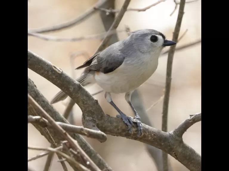 A tufted titmouse at Mass Audubon's Drumlin Farm Wildlife Sanctuary in Lincoln, photographed by Steve Forman.