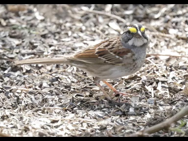 A white-throated sparrow at Mass Audubon's Drumlin Farm Wildlife Sanctuary in Lincoln, photographed by Steve Forman.