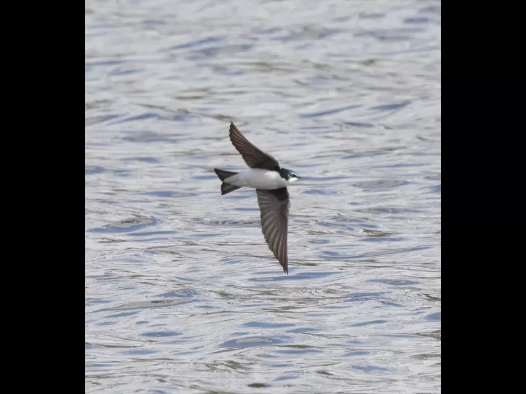 A tree swallow at Hager Pond in Marlborough, photographed by Steve Forman.