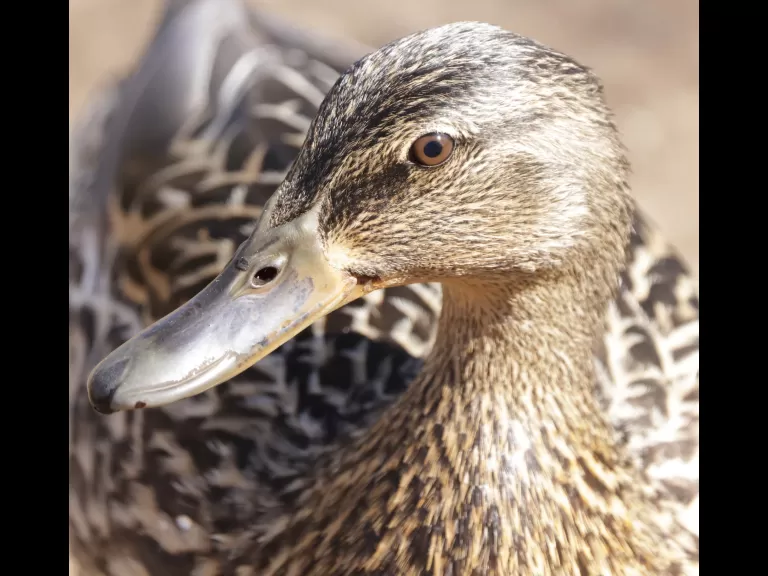 A mallard at Hager Pond in Marlborough, photographed by Steve Forman.