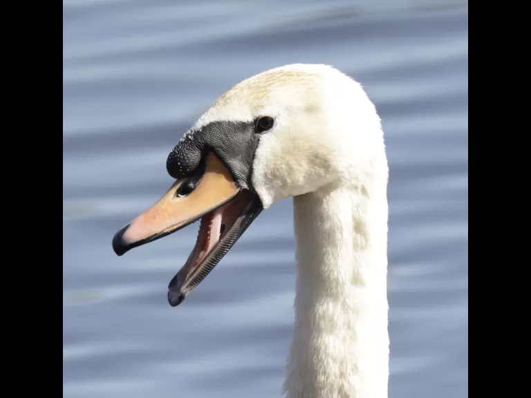 A mute swan at Hager Pond in Marlborough, photographed by Steve Forman.