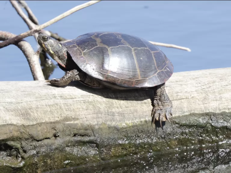 A painted turtle at Hager Pond in Marlborough, photographed by Steve Forman.