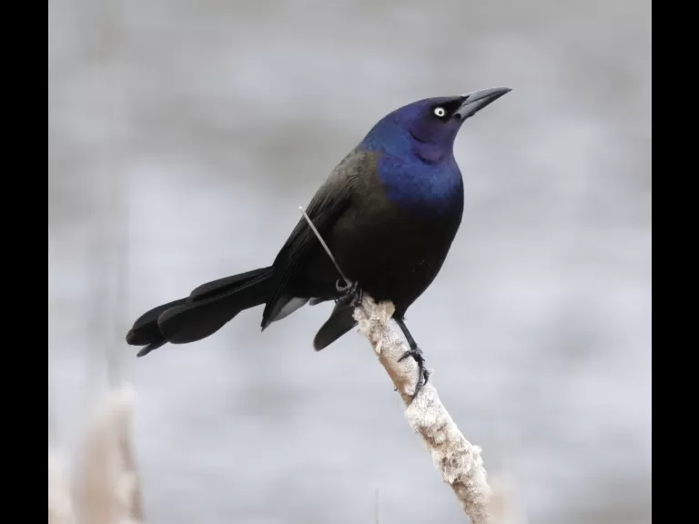 A common grackle at Great Meadows National Wildlife Refuge in Concord, photographed by Steve Forman.