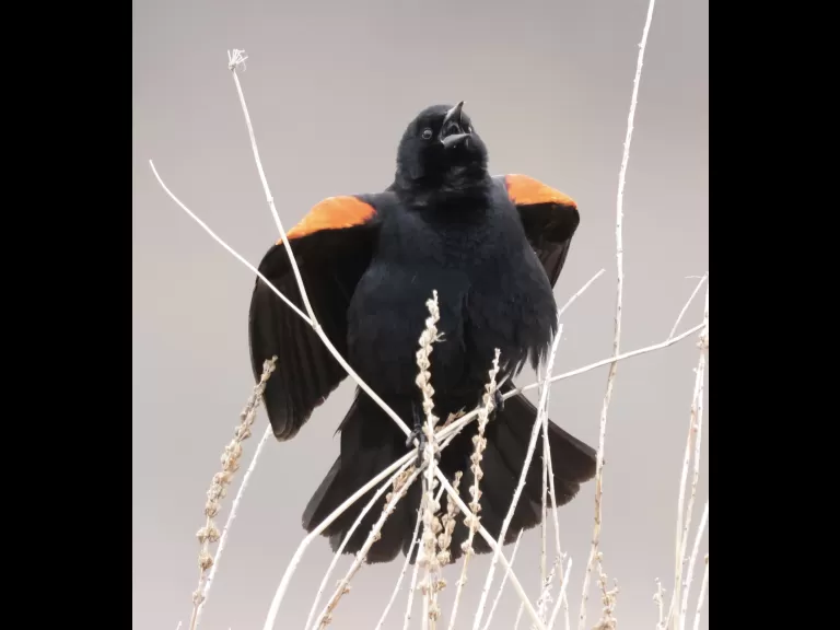 A red-winged blackbird at Great Meadows National Wildlife Refuge in Concord, photographed by Steve Forman.