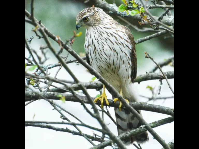 A Cooper's hawk in Lincoln, photographed by Ron McAdow.