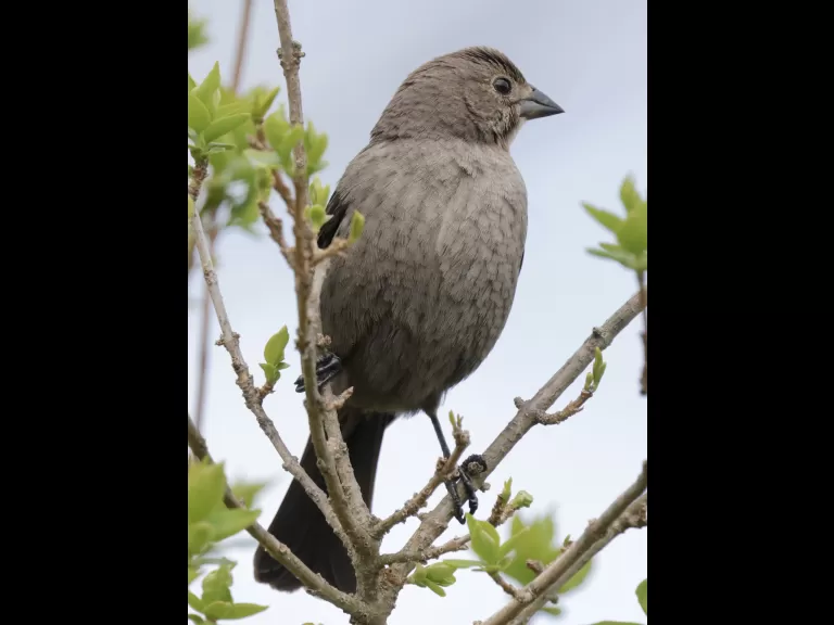 A brown-headed cowbird at Breakneck Hill Conservation Land in Southborough, photographed by Steve Forman.