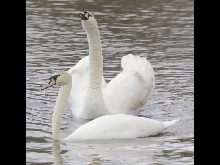 A pair of mute swans at Hager Pond in Marlborough, photographed by Steve Forman.