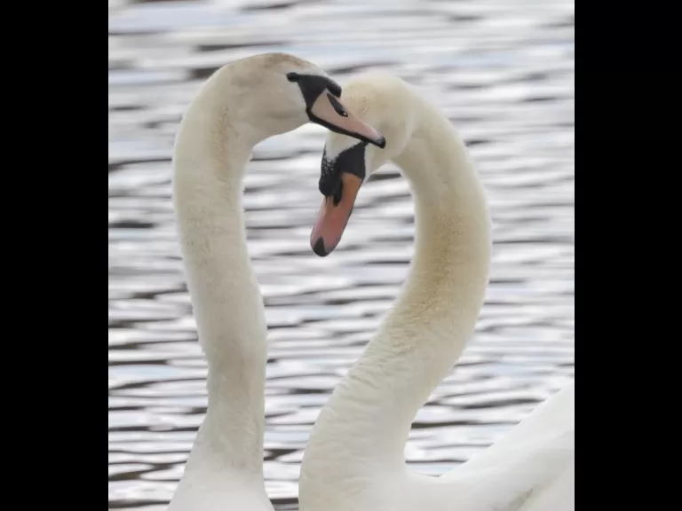 A pair of mute swans at Hager Pond in Marlborough, photographed by Steve Forman.