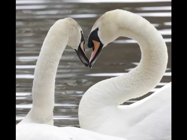 A pair of mute swans at Hager Pond in Marlborough, photographed by Steve Forman.