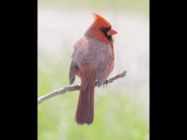A northern cardinal at Breakneck Hill Conservation Land in Southborough, photographed by Steve Forman.