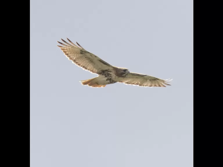 A red-tailed hawk at Breakneck Hill Conservation Land in Southborough, photographed by Steve Forman.