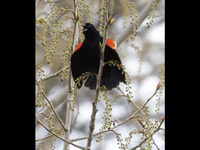 A red-winged blackbird at Breakneck Hill Conservation Land in Southborough, photographed by Steve Forman.