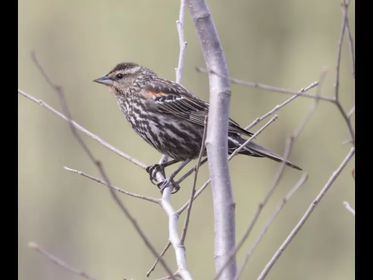 A red-winged blackbird at Breakneck Hill Conservation Land in Southborough, photographed by Steve Forman.