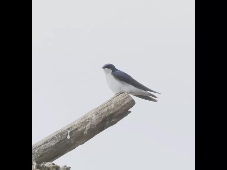 A tree swallow at Breakneck Hill Conservation Land in Southborough, photographed by Steve Forman.