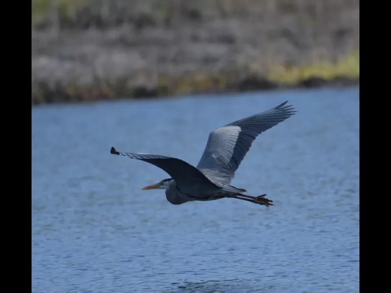 A great blue heron in Stow, photographed by Gail Sartori.