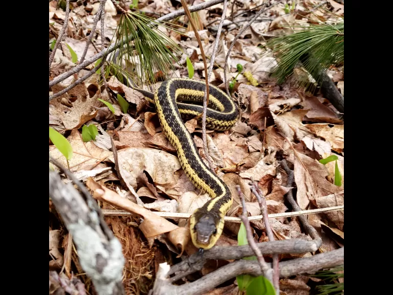 A common garter snake at SVT's Memorial Forest in Sudbury, photographed by Chris Reardon.