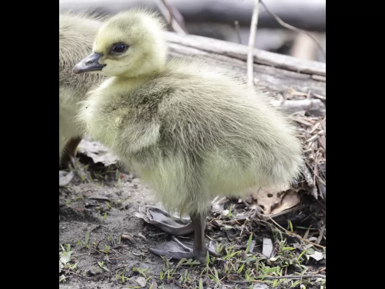 Canada geese goslings at Hager Pond in Marlborough, photographed by Steve Forman.