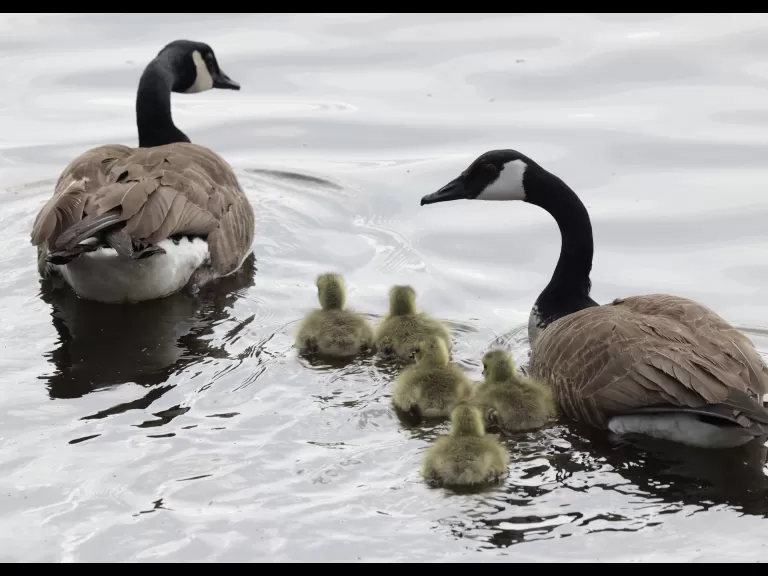 A family of Canada geese at Hager Pond in Marlborough, photographed by Steve Forman.