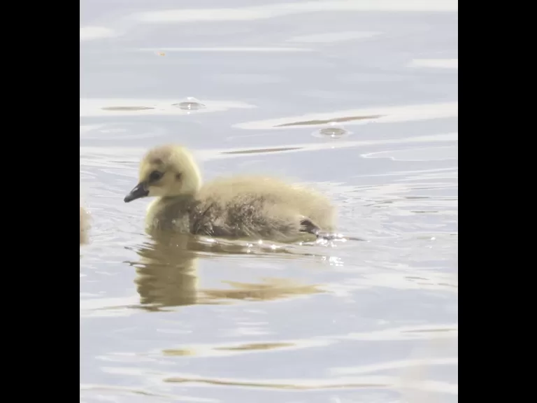 A Canada goose gosling at Hager Pond in Marlborough, photographed by Steve Forman.