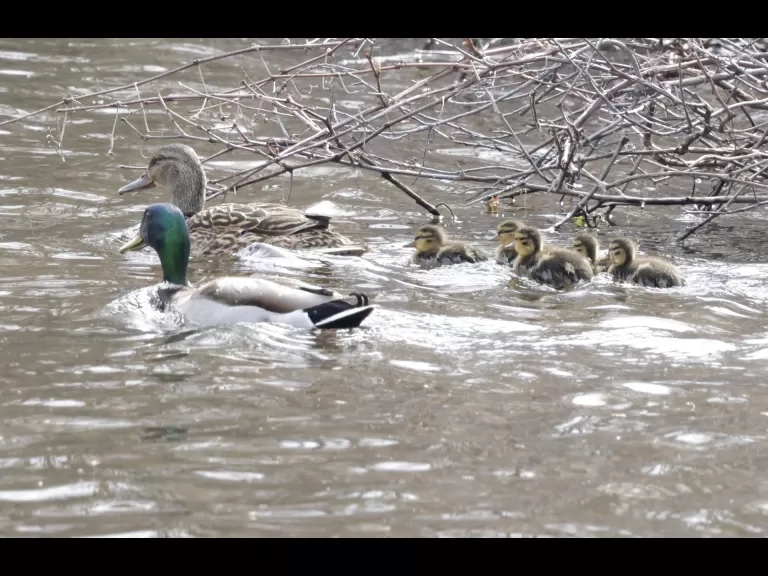 A family of mallards at Hager Pond in Marlborough, photographed by Steve Forman.