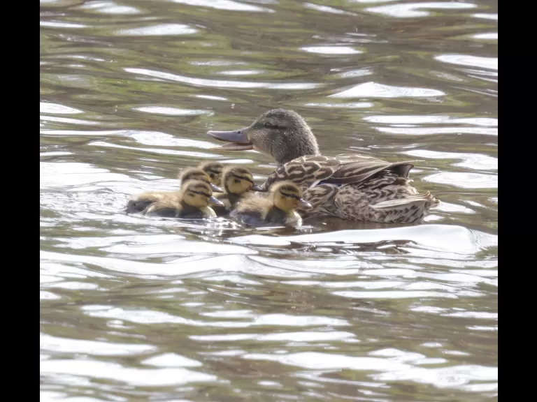 A family of mallards at Hager Pond in Marlborough, photographed by Steve Forman.