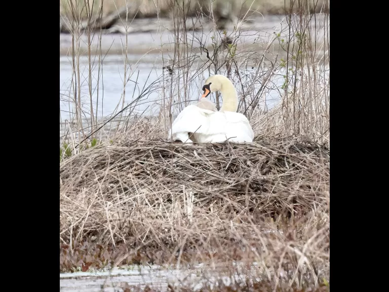 A mute swan and cygnet at their nest on Bartlett Pond in Northborough, photographed by Steve Forman.