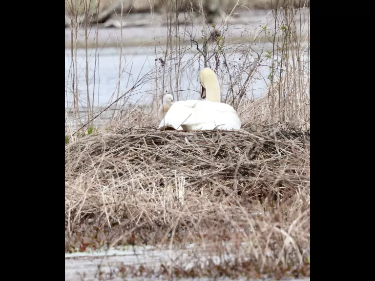 A mute swan and cygnet at their nest on Bartlett Pond in Northborough, photographed by Steve Forman.