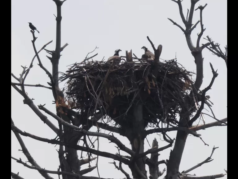 A pair of ospreys at a nest on Sudbury Reservoir in Southborough, photographed by Steve Forman.