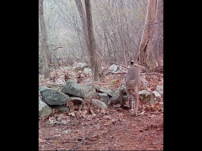 A bobcat in Framingham, photographed with an automatically triggered wildlife camera by Margaret McKane.