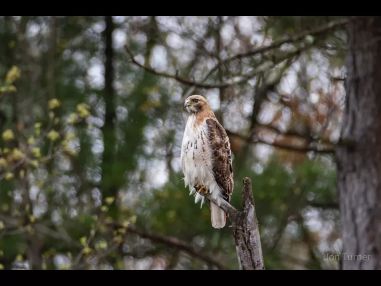 A red-tailed hawk in Harvard, photographed by Jon Turner.