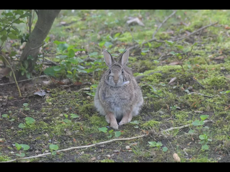 A cotton-tailed rabbit in Maynard, photographed by Gail Sartori.