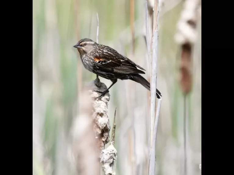 A red-winged blackbird at Breakneck Hill Conservation Land in Southborough, photographed by Steve Forman.