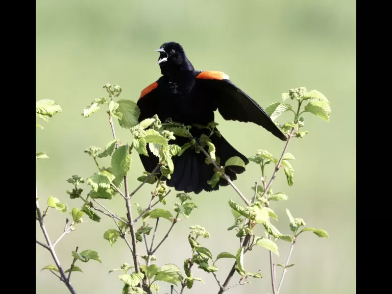A red-winged blackbird at Breakneck Hill Conservation Land in Southborough, photographed by Steve Forman.