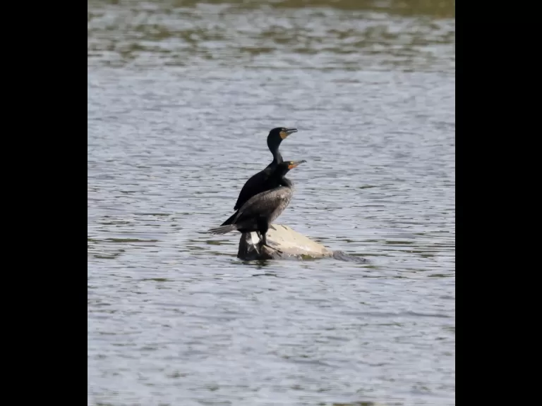 Double-crested cormorants at Hager Pond in Marlborough, photographed by Steve Forman.